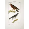 Honey Buzzard (*Pernis apivorus*) & Rough-legged Buzzard (*Buteo lagopus*) Original hand-colored Antique Print Prêtre (c.1835)