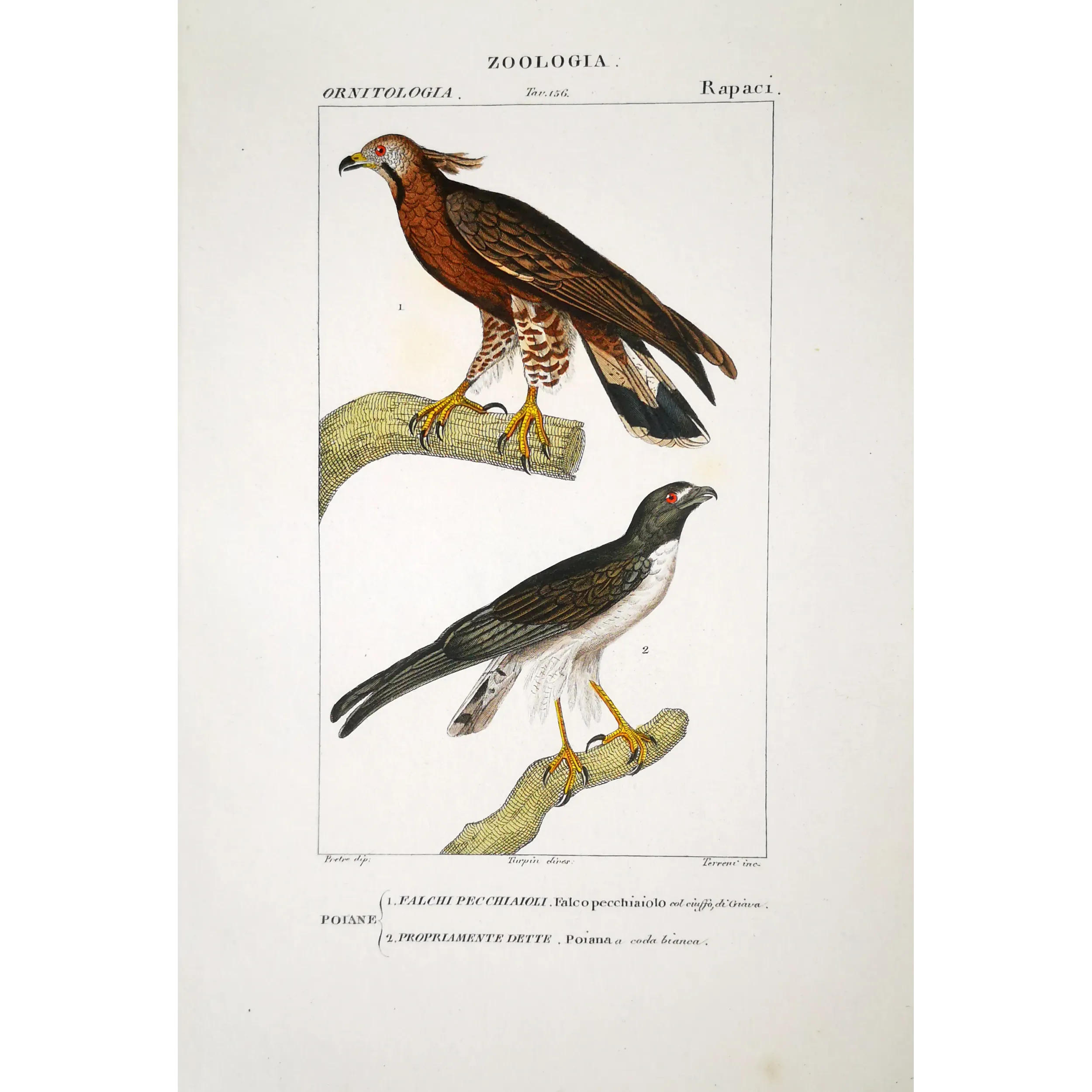 Antique Bird Engraving – Pierre Antoine Prêtre – Honey Buzzard