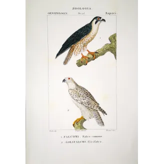 Falco Peregrinus - Peregrine Falcon  original hand-colored engraving by Prêtre