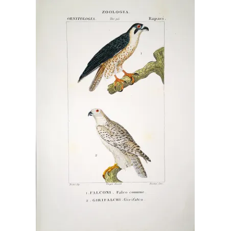Falco Peregrinus - Peregrine Falcon  original hand-colored engraving by Prêtre