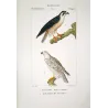 Peregrine Falcon (*Falco peregrinus*) & Gyrfalcon (*Falco rusticolus*) Original hand-colored Antique Print by Prêtre (c.1835)