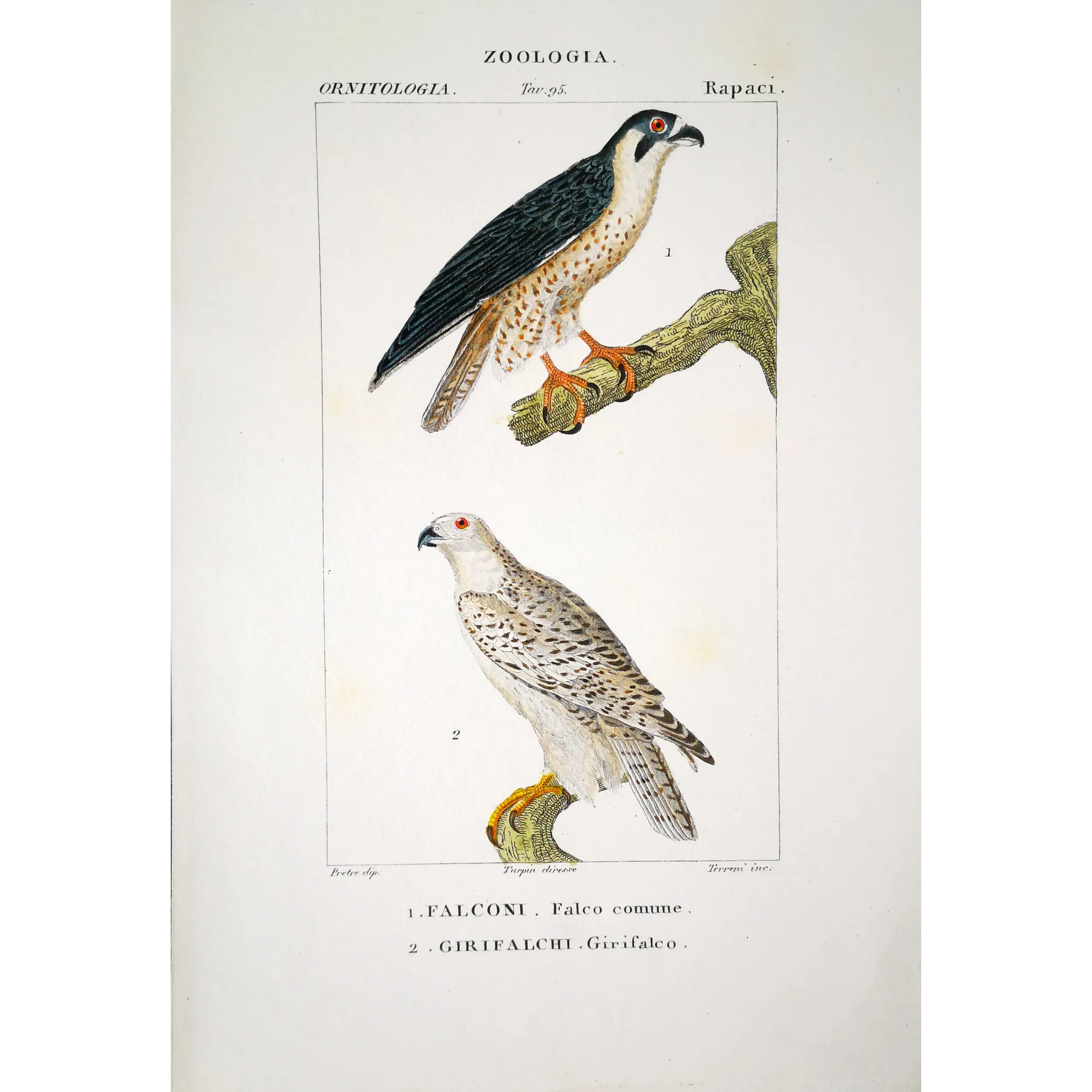 Antique Bird Engraving – Pierre Antoine Prêtre – Peregrine Falcon