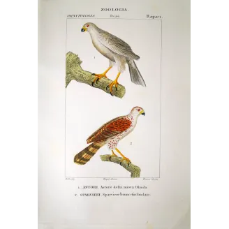 Accipiter Novaehollandiae - New Holland Goshawk Antique Engraving by Prêtre (c.1835).
