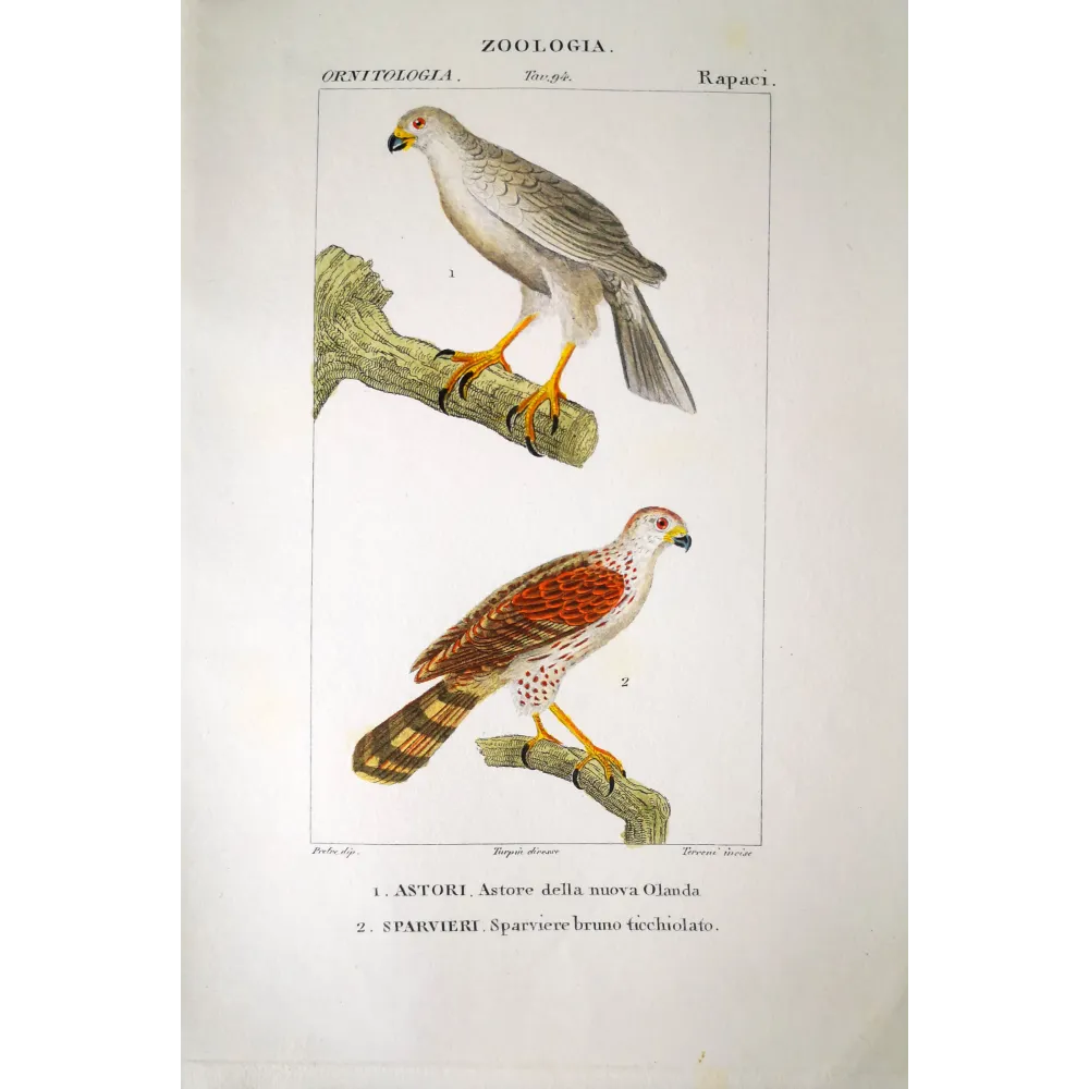 Accipiter Novaehollandiae - New Holland Goshawk Antique Engraving by Prêtre (c.1835). Accipiter Novaehollandiae - New Holland Goshawk Antique Engraving by Prêtre (c.1835).