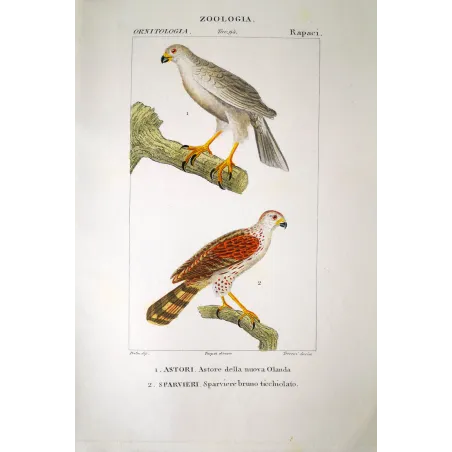 Accipiter Novaehollandiae - New Holland Goshawk Antique Engraving by Prêtre (c.1835).