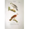 New Holland Goshawk (*Accipiter novaehollandiae*) & Brown Hawk (*Accipiter fasciatus*) Original Antique Print by Prêtre (c1835)