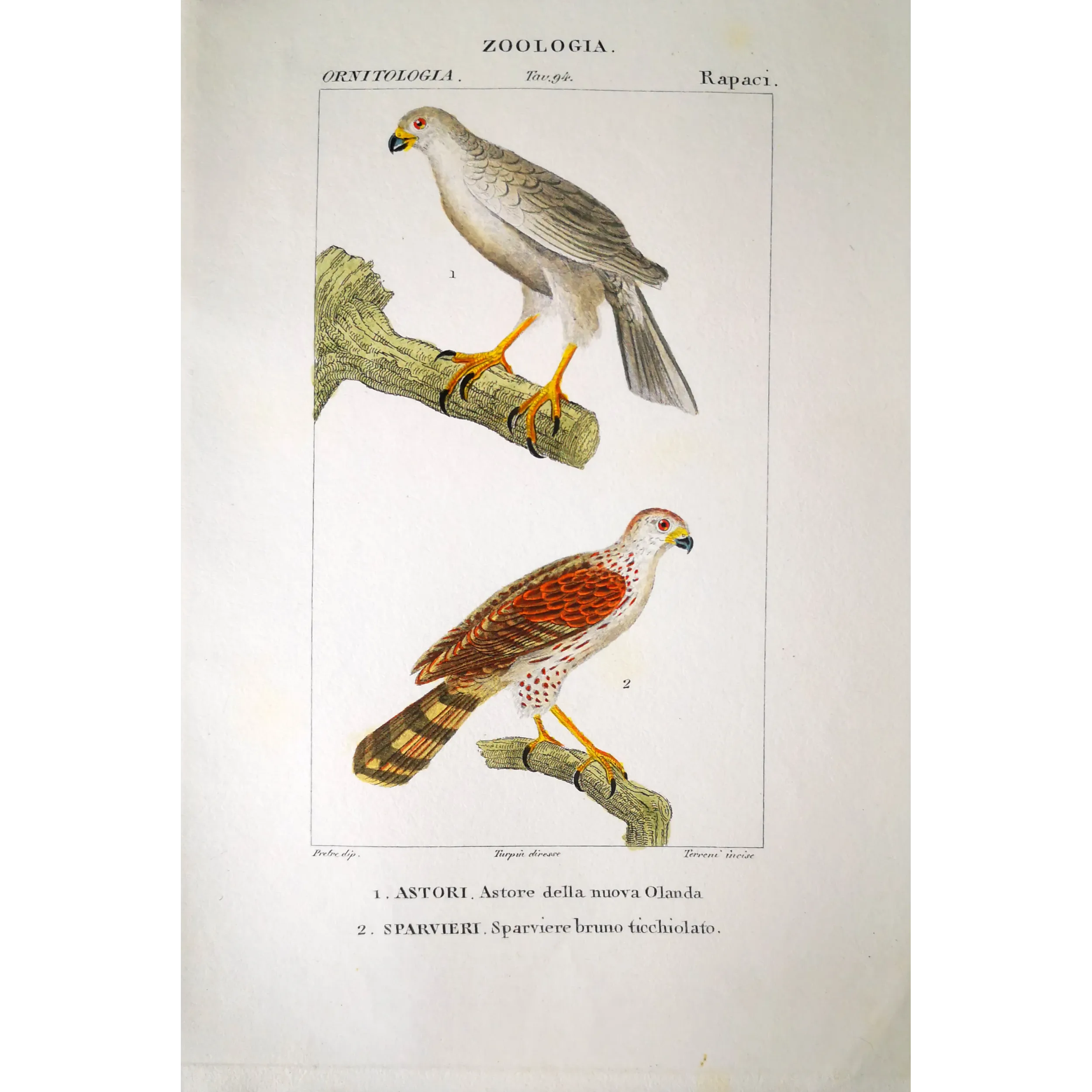 Antique Bird Engraving – Pierre Antoine Prêtre – New Holland Goshawk