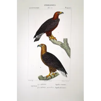 Aquila Chrysaetos -  Golden Eagle  Antique engraving Prêtre.
