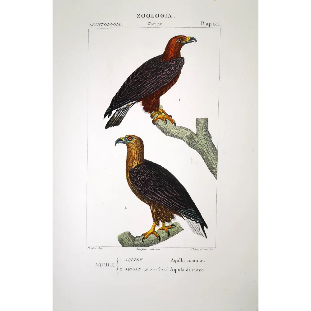 Aquila Chrysaetos -  Golden Eagle  Antique engraving Prêtre.