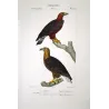 Golden Eagle (*Aquila chrysaetos*) - White-tailed Eagle (*Haliaeetus albicilla*) Original hand-color Antique Print (c.1835)