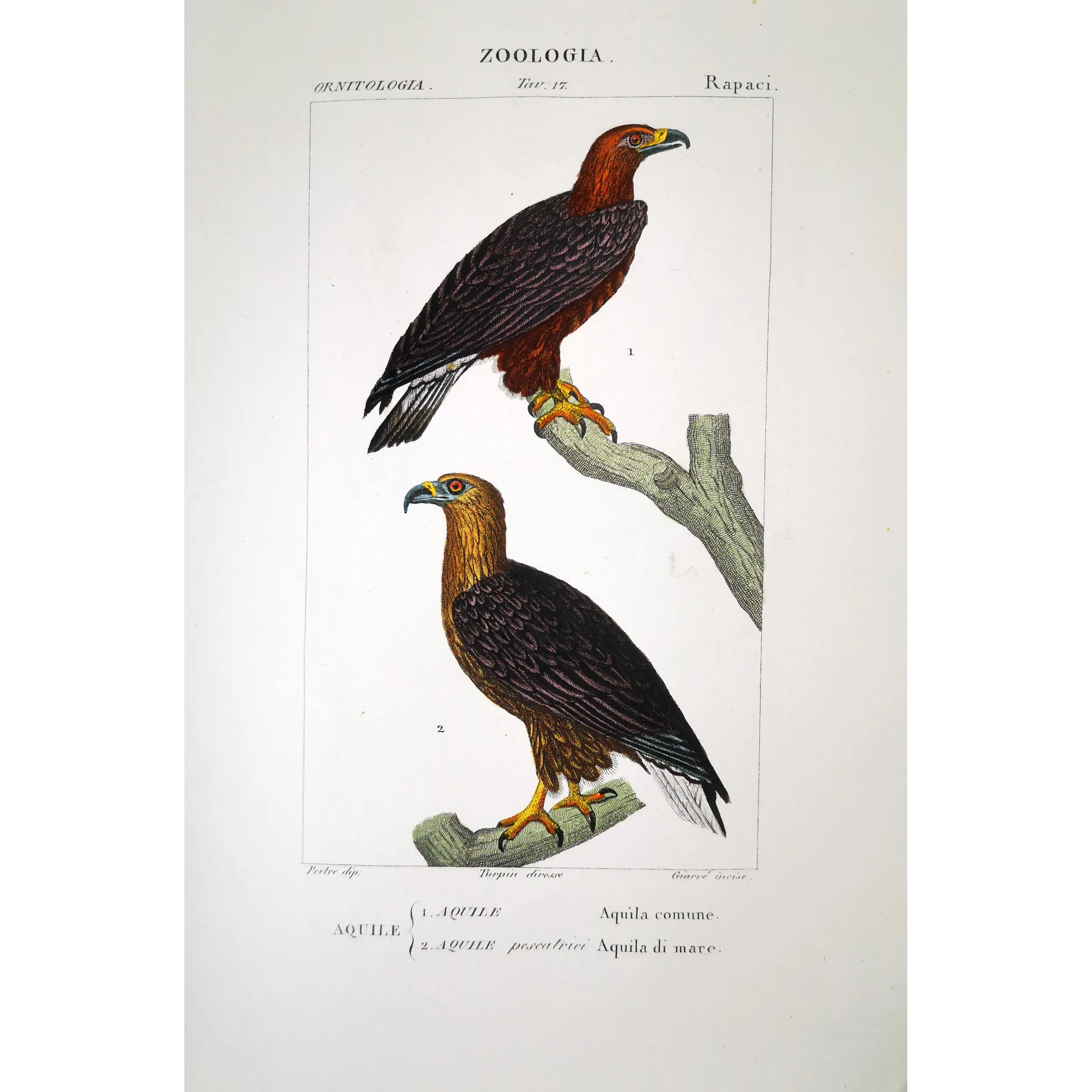 Antique Bird Engraving – Pierre Antoine Prêtre – Golden Eagle