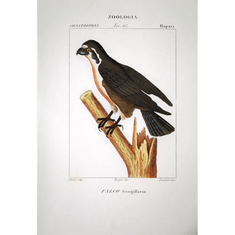 Pandion Haliaetus - Osprey Antique Print- by Prêtre Pandion Haliaetus - Osprey Antique Print- by Prêtre
