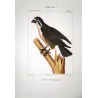 Osprey (*Pandion haliaetus*) Original hand-colored Antique Print by Prêtre (c.1835)