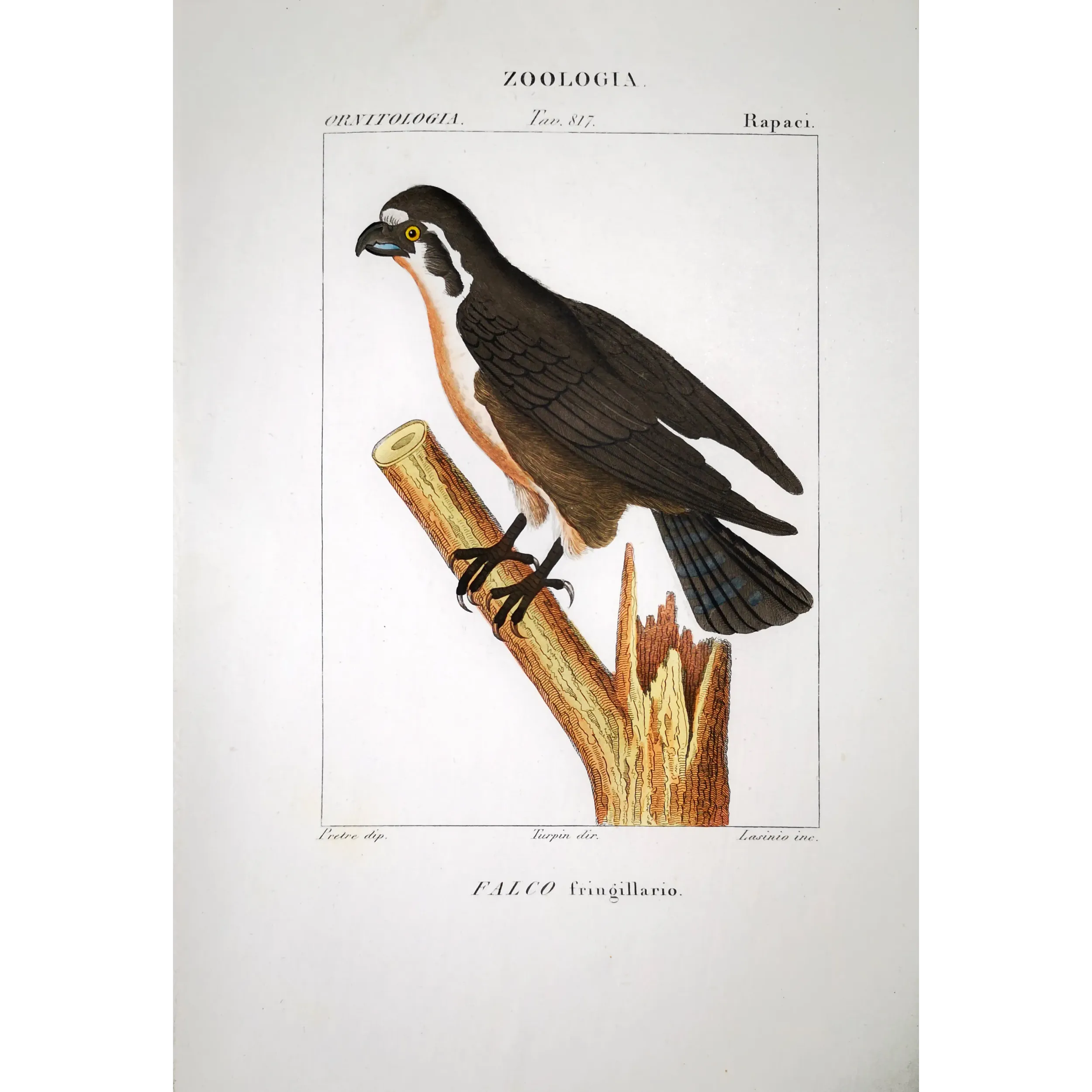 Antique Bird Engraving – Pierre Antoine Prêtre – Osprey