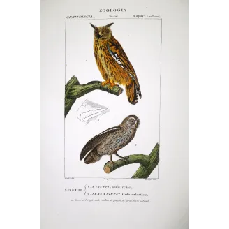 Bubo Bubo - Strix Aluco - Eagle Owl and Tawny Owl  - by Prêtre