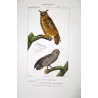 Eagle Owl and Tawny Owl (*Bubo bubo*) and (*Strix aluco*) Original hand-colored Antique Print by Prêtre (c.1835)