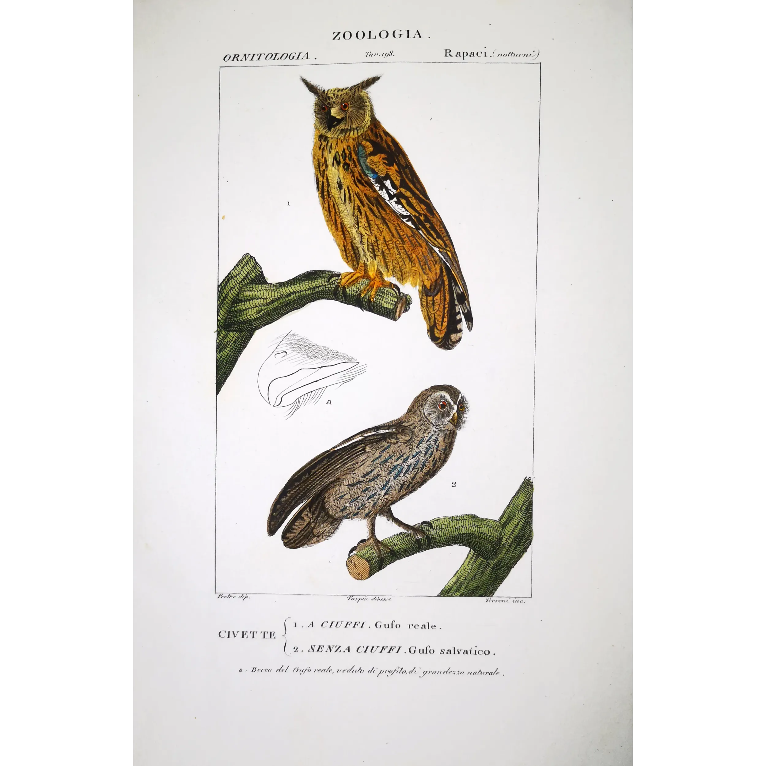 Antique Bird Engraving – Pierre Antoine Prêtre – Eagle Owl and Tawny Owl