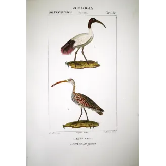 Threskiornis Aethiopicus - Sacred Ibis and Curlew Original hand-colored Print by Prêtre
