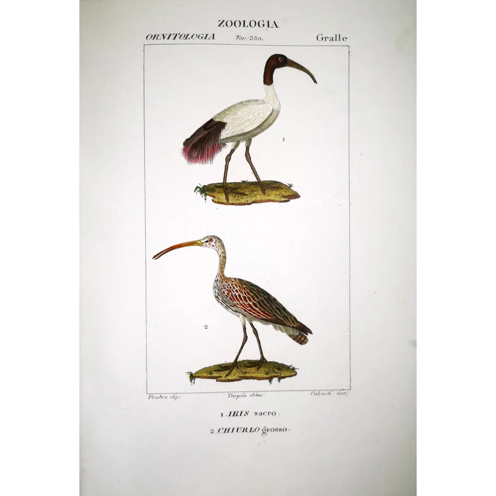 Threskiornis Aethiopicus - Sacred Ibis and Curlew Original hand-colored Print by Prêtre Threskiornis Aethiopicus - Sacred Ibis and Curlew Original hand-colored Print by Prêtre