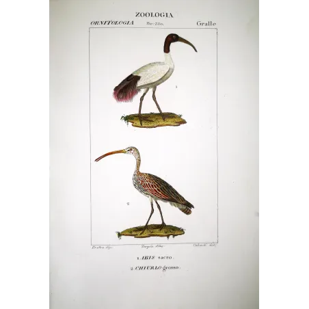 Threskiornis Aethiopicus - Sacred Ibis and Curlew Original hand-colored Print by Prêtre