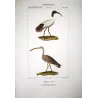 Sacred Ibis and Curlew (*Threskiornis aethiopicus*) - (*Numenius arquata*) Original hand-color Antique Print by Prêtre (c.1835)
