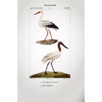 Ciconia Ciconia - White Stork and Jabiru  Print by Prêtre