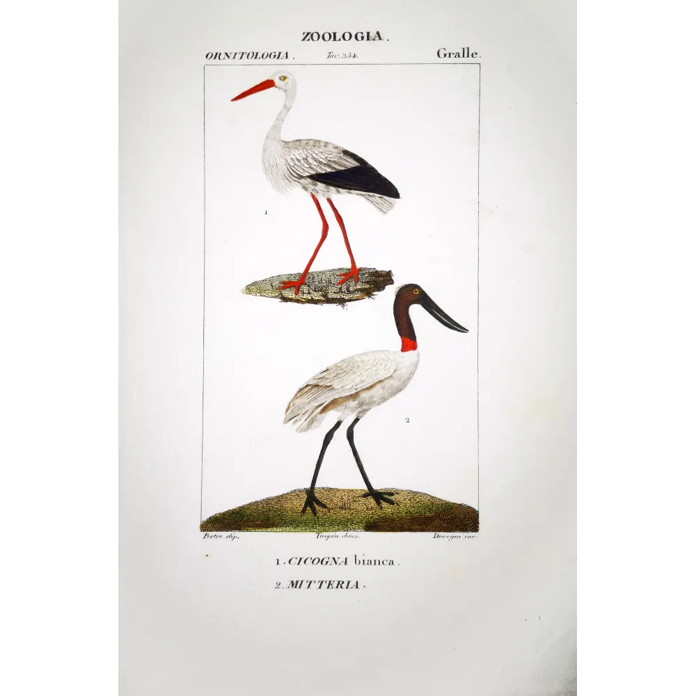 Ciconia Ciconia - White Stork and Jabiru Print by Prêtre Ciconia Ciconia - White Stork and Jabiru Print by Prêtre