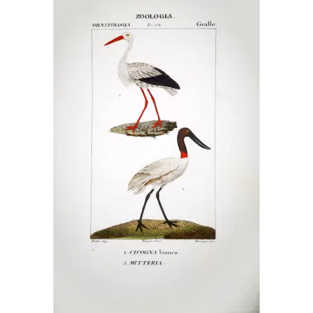 Ciconia Ciconia - White Stork and Jabiru  Print by Prêtre