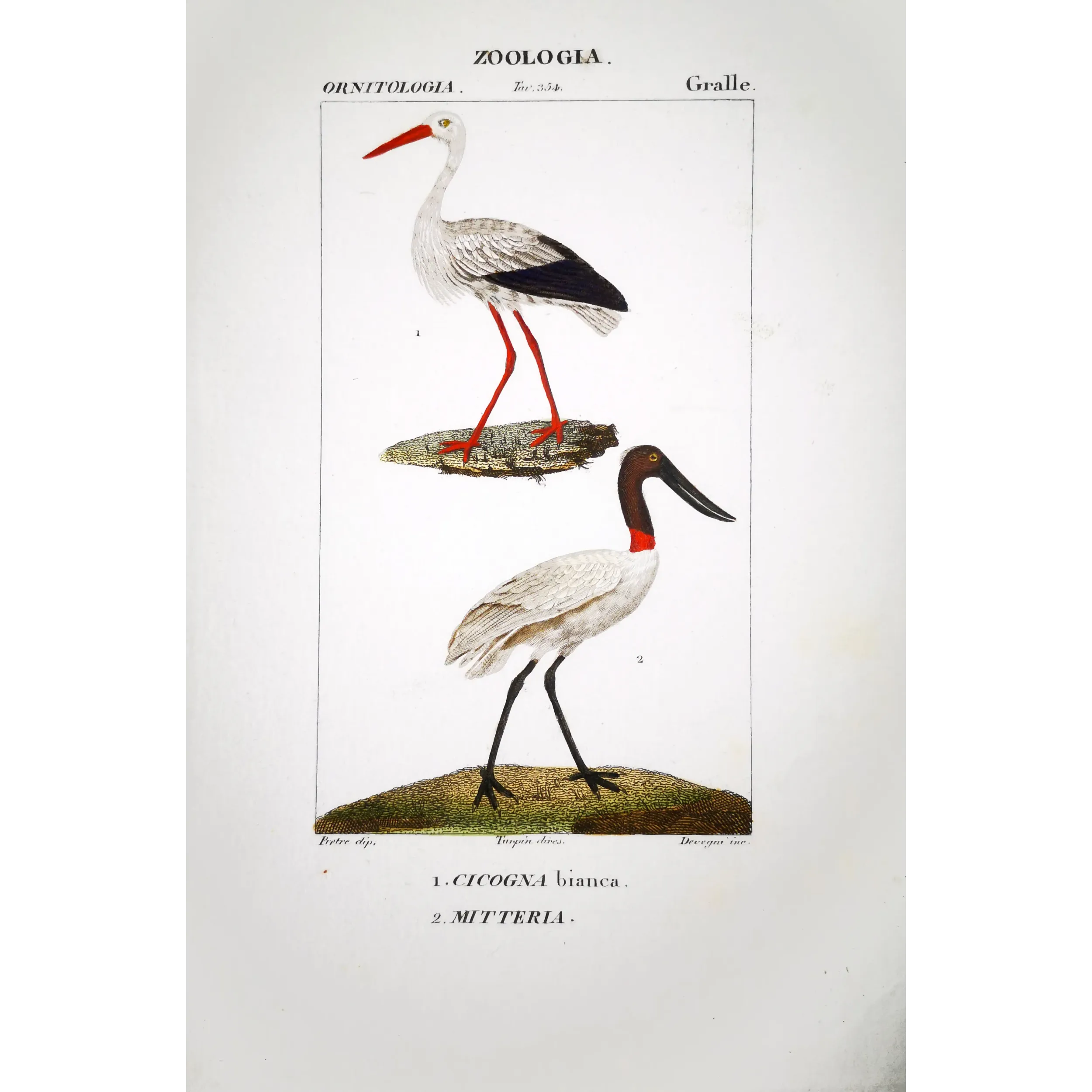 Antique Bird Engraving – Pierre Antoine Prêtre – White Stork and Jabiru