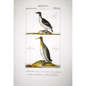 Pinguinus Impennis -  Great Auk and - Gavia Stellata - Diving Bird engraving by Prêtre (c.1835)