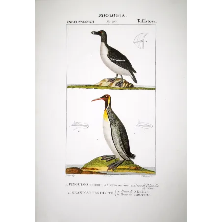 Pinguinus Impennis -  Great Auk and - Gavia Stellata - Diving Bird engraving by Prêtre (c.1835)