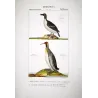 Great Auk and Diving Bird (*Pinguinus impennis*) and (*Gavia stellata*) Original hand-colored Antique Print by Prêtre (c.1835)