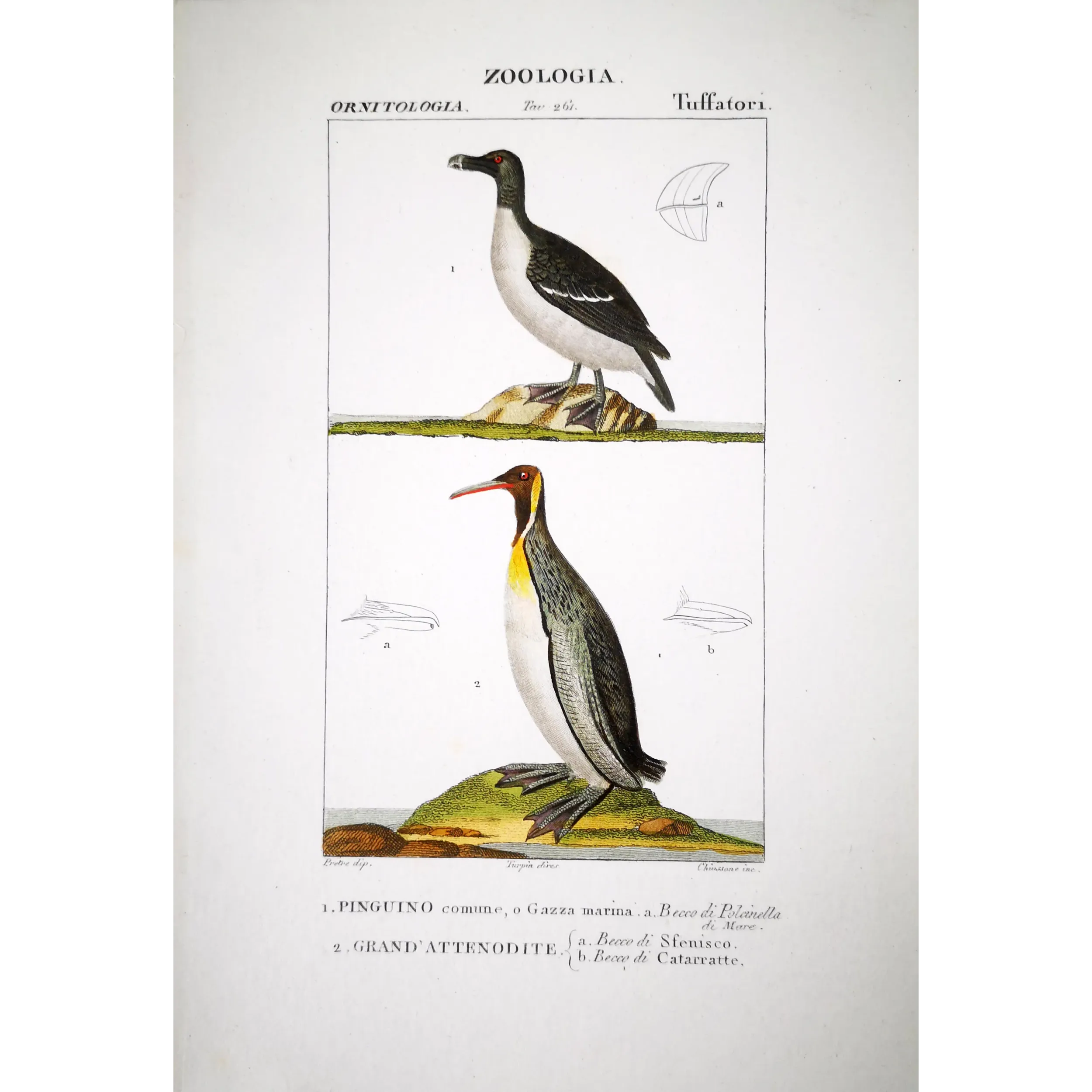Antique Bird Engraving – Pierre Antoine Prêtre – Great Auk and Diving Bird