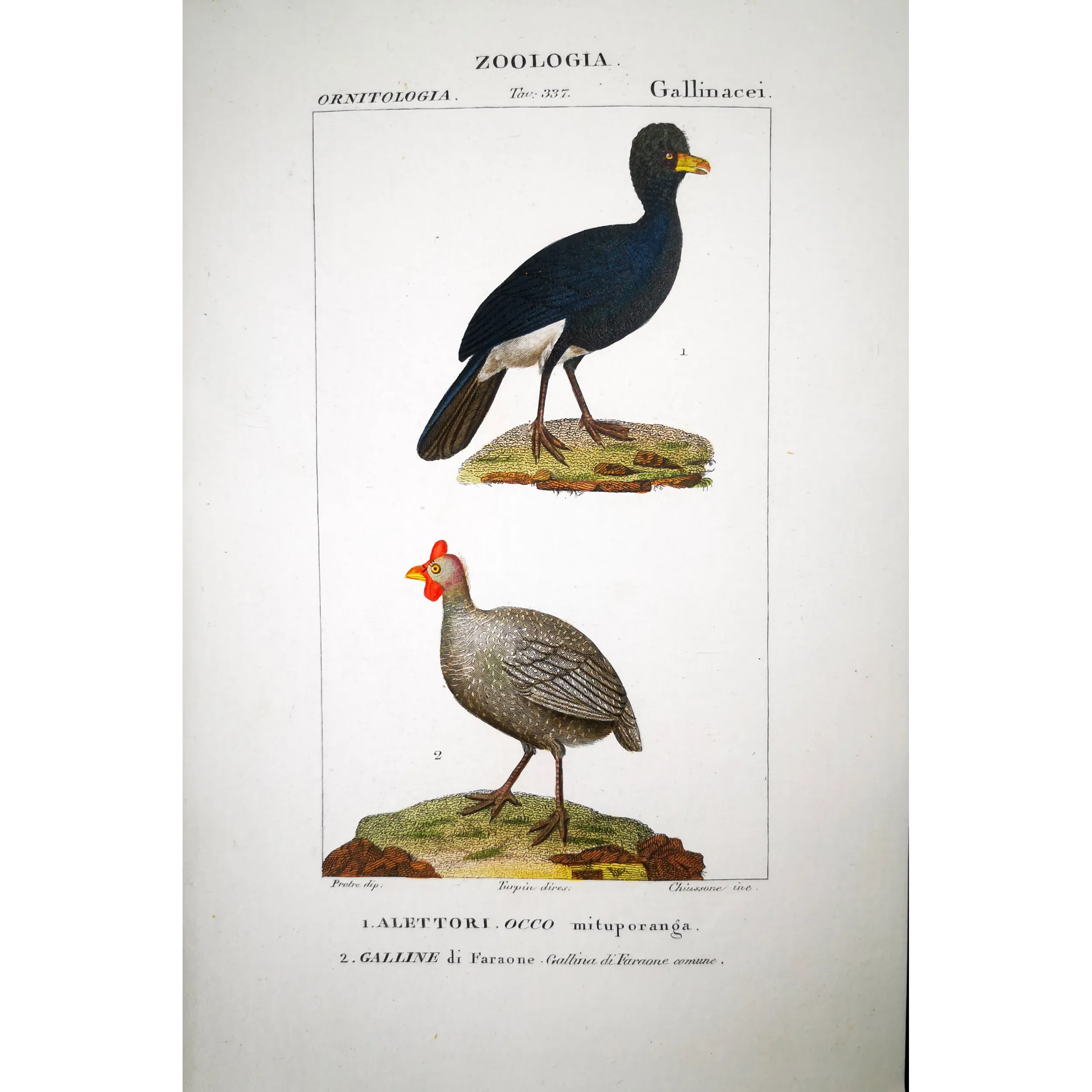 Antique Bird Engraving – Pierre Antoine Prêtre – Promerops and Common Hoopoe