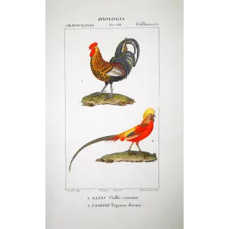 Gallus Domesticus - Rooster and - Chrysolophus Pictus - Golden Pheasant   Watercolor engraving by Prêtre