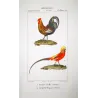 Common Rooster and Golden Pheasant (*Gallus domesticus*), (*Chrysolophus pictus*) Original Antique Print by Prêtre (c.1835)
