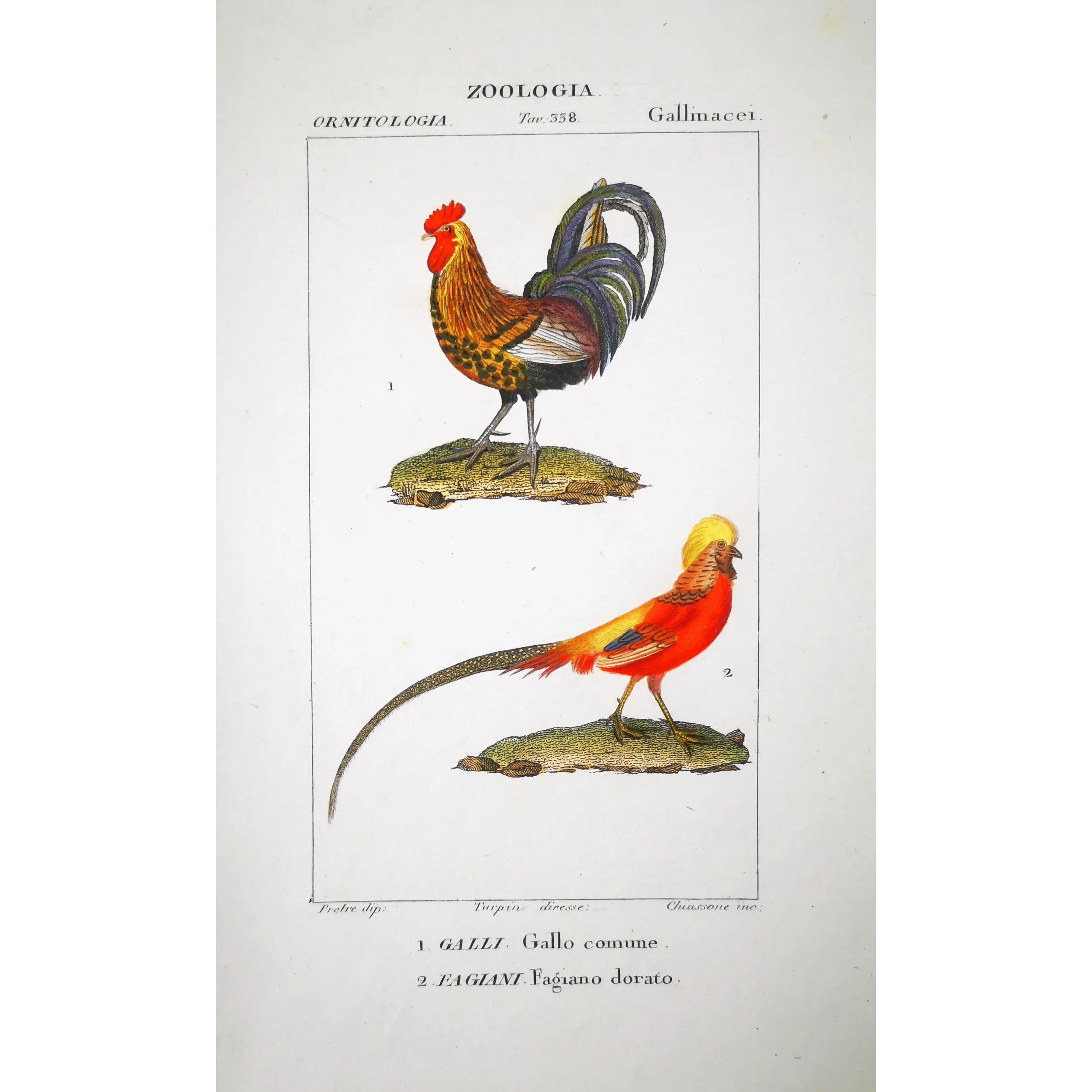Antique Bird Engraving – Pierre Antoine Prêtre – Common Rooster and Golden Pheasant