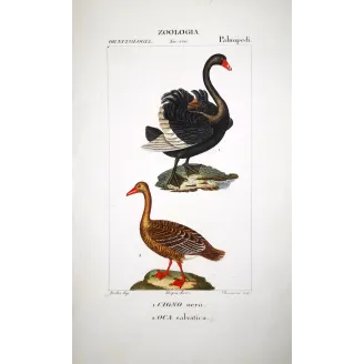 Cygnus Aratus - Black Swan  and Wild Goose - Anser Anser  hand-colored engraving by Prêtre