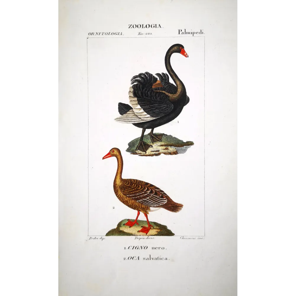 Cygnus Aratus - Black Swan and Wild Goose - Anser Anser hand-colored engraving by Prêtre Cygnus Aratus - Black Swan and Wild Goose - Anser Anser hand-colored engraving by Prêtre
