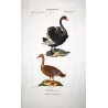 Black Swan and Wild Goose (*Cygnus atratus*) - (*Anser anser*) Original hand-colored Antique Print by Prêtre (c.1835)