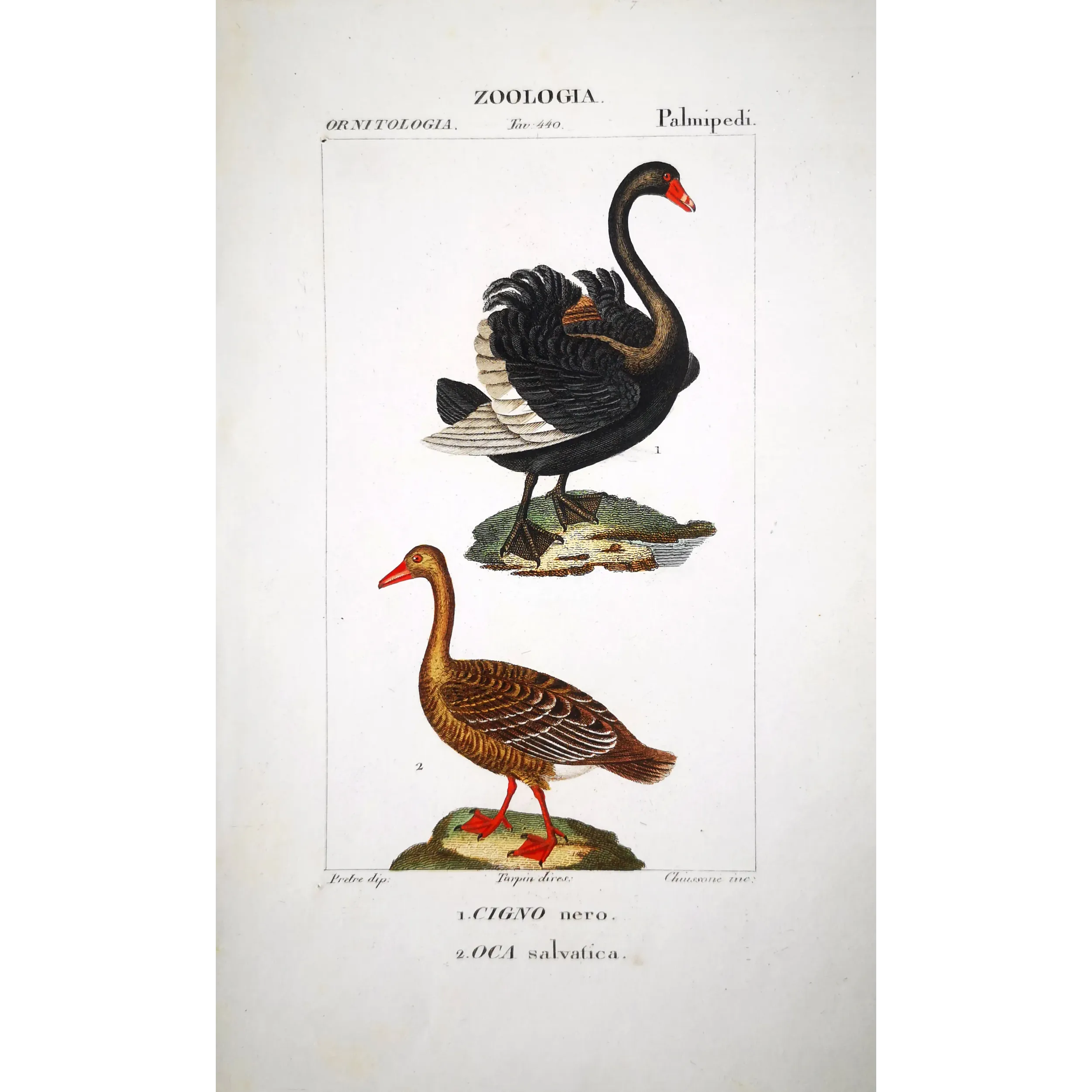 Antique Print by Pierre Antoine Prêtre – Black Swan and Wild Goose (Cygnus atratus)