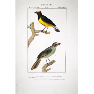 Tachyphonus luctuosus, Tangara chilensis Yellow Tanager & Tanagra from Guyana  Hand-color engraving