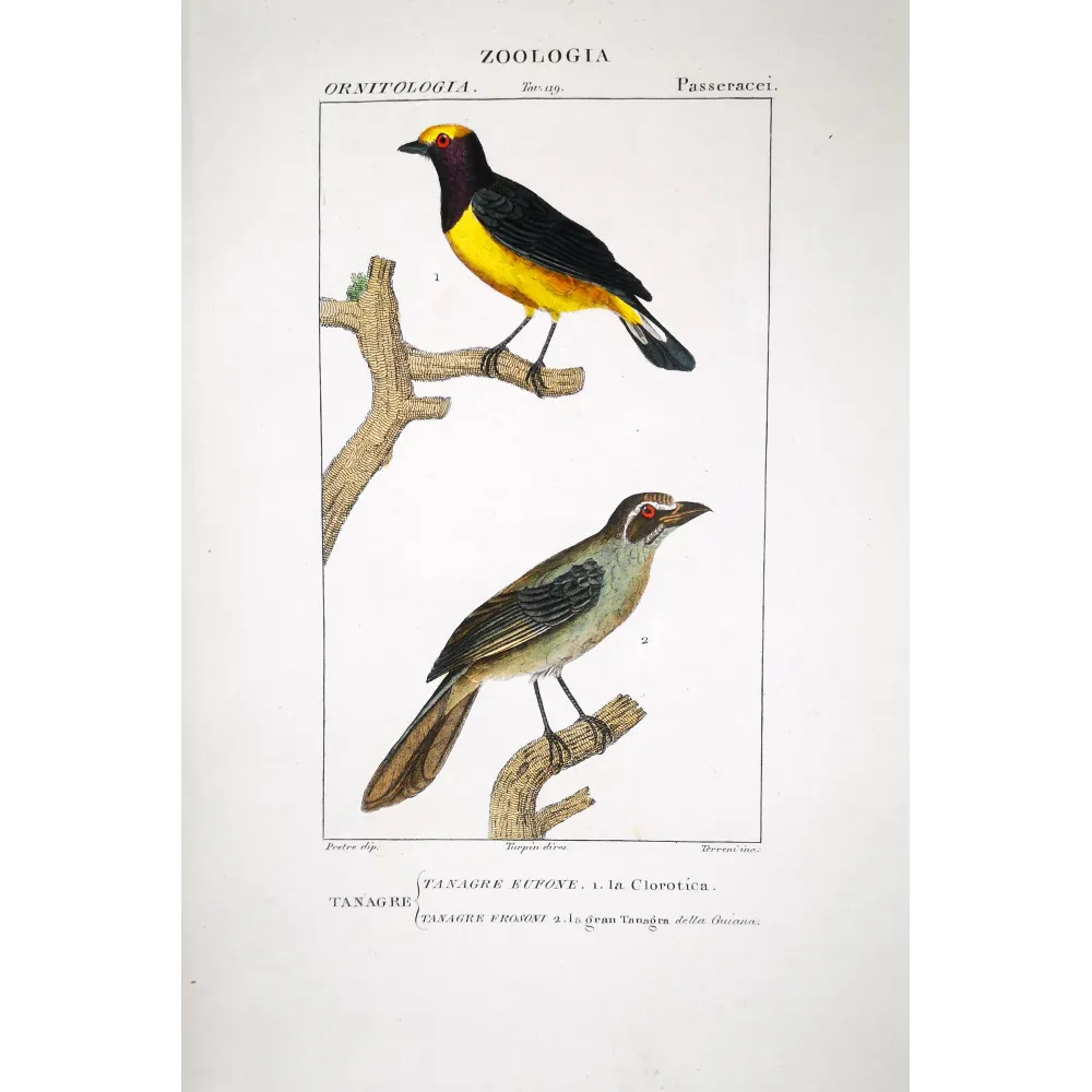 Tachyphonus luctuosus, Tangara chilensis Yellow Tanager & Tanagra from Guyana Hand-color engraving Tachyphonus luctuosus, Tangara chilensis Yellow Tanager & Tanagra from Guyana Hand-color engraving