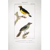 (*Tachyphonus luctuosus*) - (Tangara chilensis)  Original hand-colored Yellow Tanager Antique Print by Prêtre (c.1835)