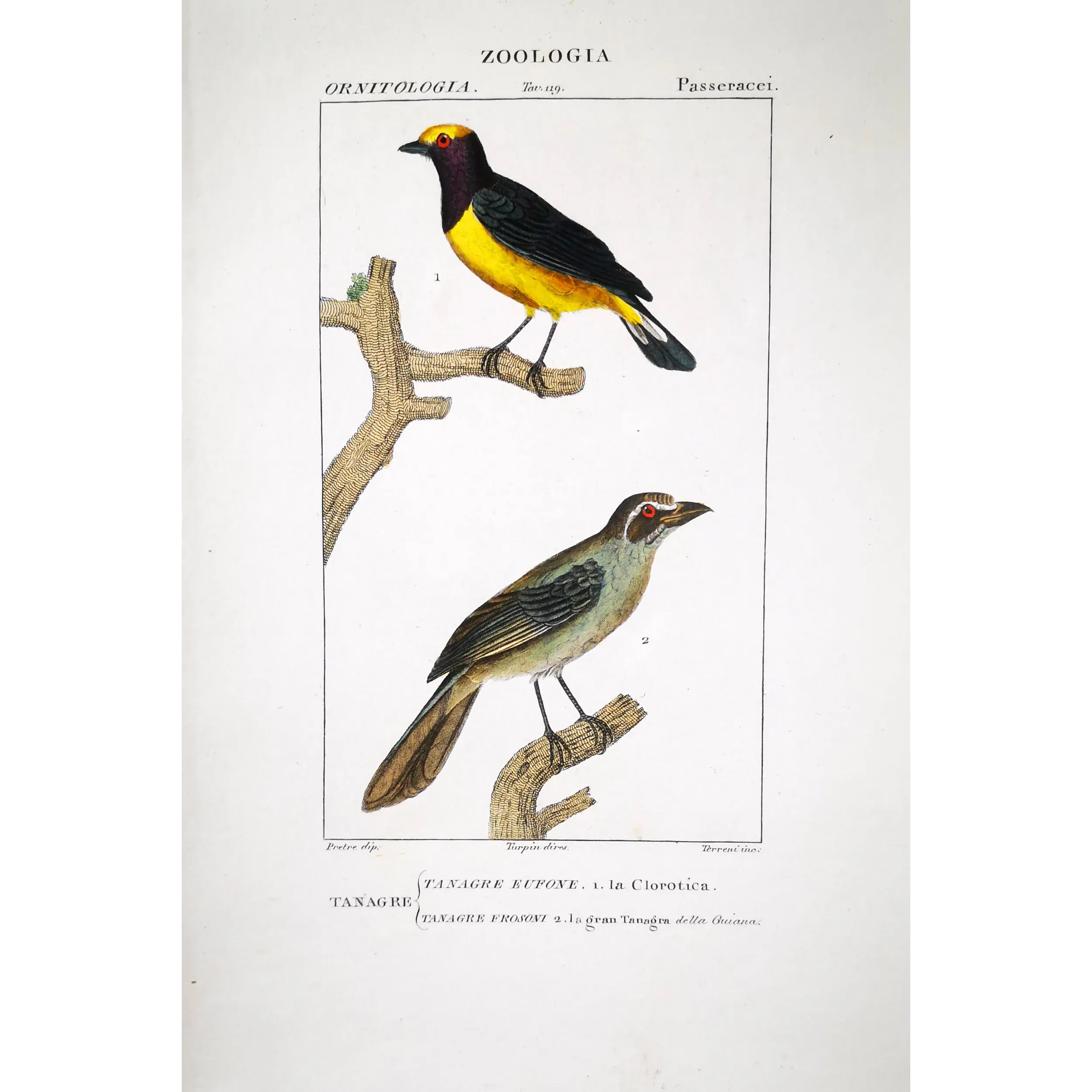 Tachyphonus luctuosus, Tangara chilensis Yellow Tanager & Tanagra from Guyana  Hand-color engraving
