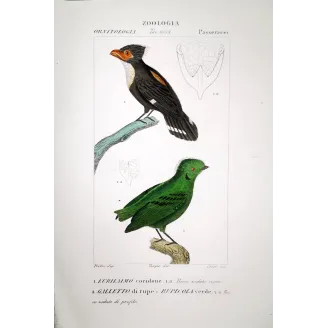 Corydon sumatranus, Rupicola peruvianus - Corydon Eurylam and Green Rupicola   by Prêtre (c.1835)