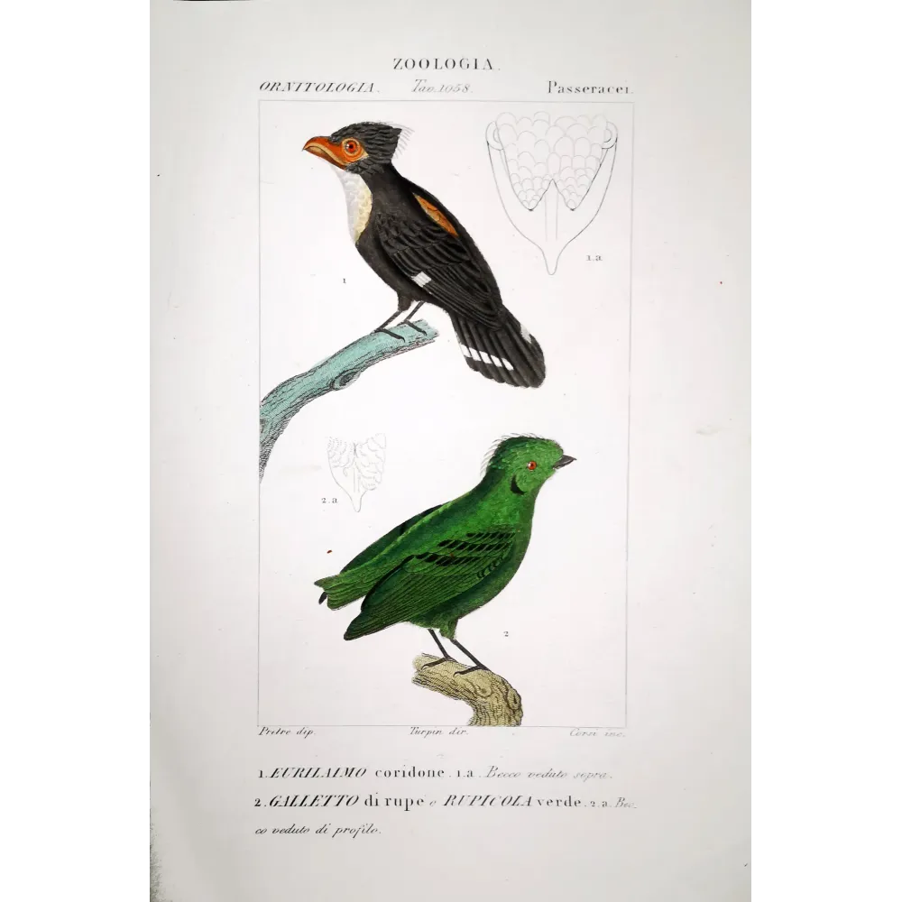 Corydon sumatranus, Rupicola peruvianus - Corydon Eurylam and Green Rupicola   by Prêtre (c.1835)