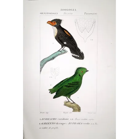 Corydon sumatranus, Rupicola peruvianus - Corydon Eurylam and Green Rupicola   by Prêtre (c.1835)