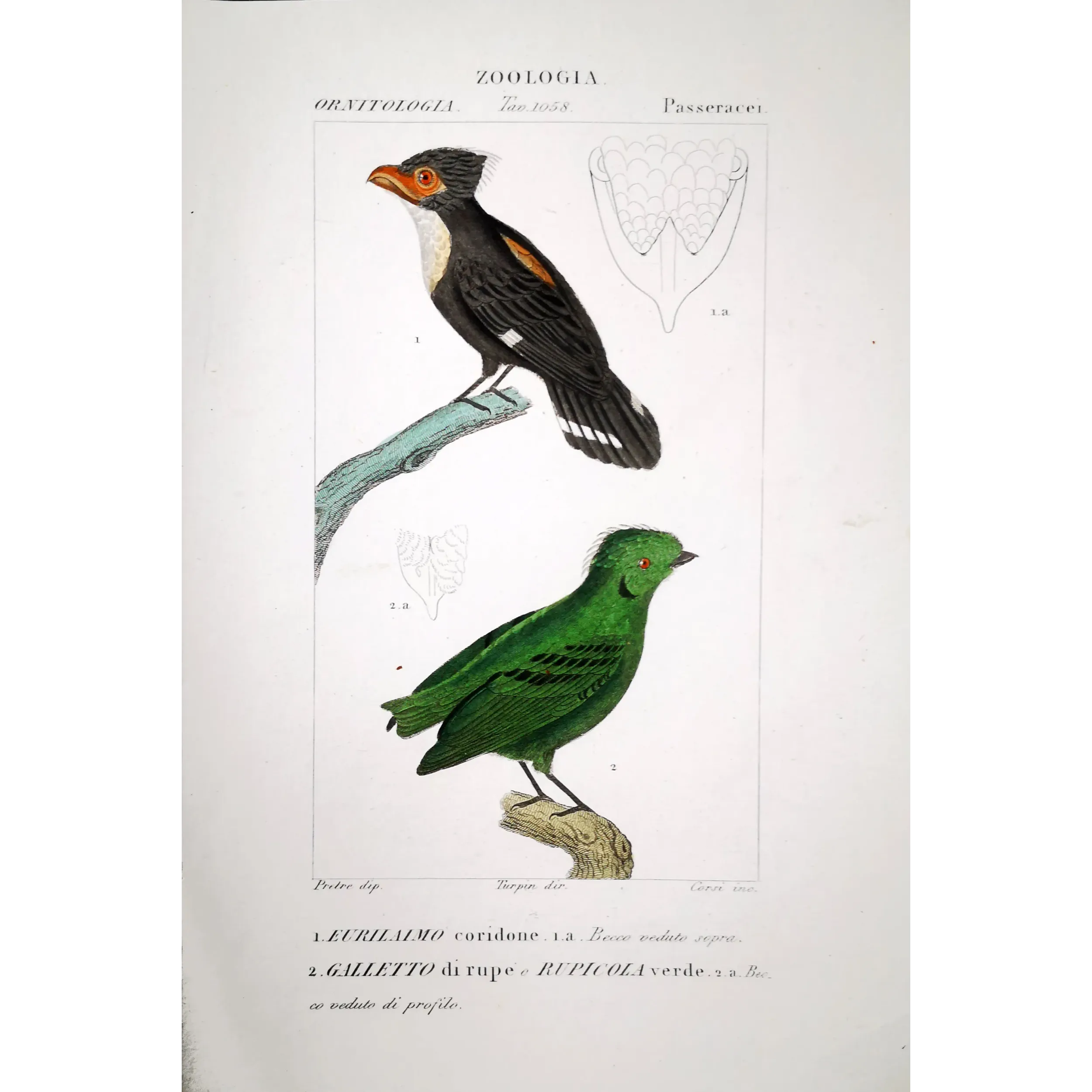 Corydon sumatranus, Rupicola peruvianus - Corydon Eurylam and Green Rupicola   by Prêtre (c.1835)