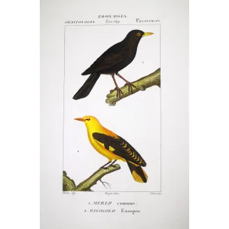 Turdus merula, Oriolus oriolus - Blackbird and Eurasian Golden Oriole   by Prêtre (c.1835)